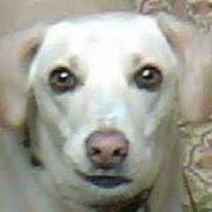 Meet your Posher, Howard